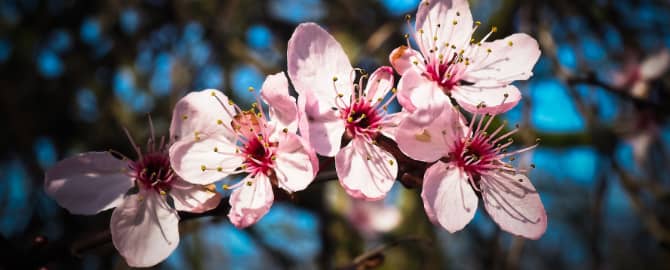 Natural Woody Crops