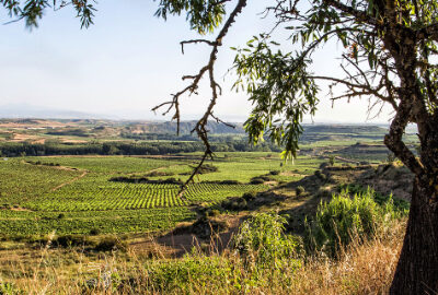 Tierra Agrícola Labastida