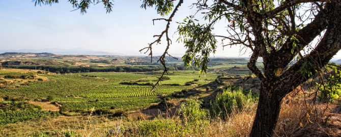 cesens tierra y vino