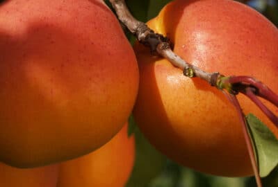 Berdejo Fruits