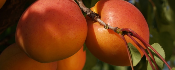 Berdejo Fruits