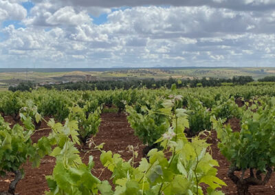 Castúo Wines