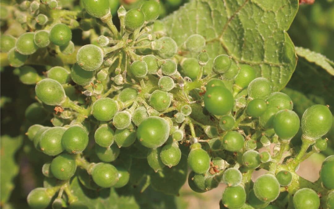 Proyecto Oivina en el número 252 de la revista “Navarra Agraria”