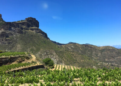 Denominación de Origen Gran Canaria