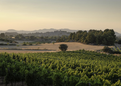 Bodega Tomàs Cusiné
