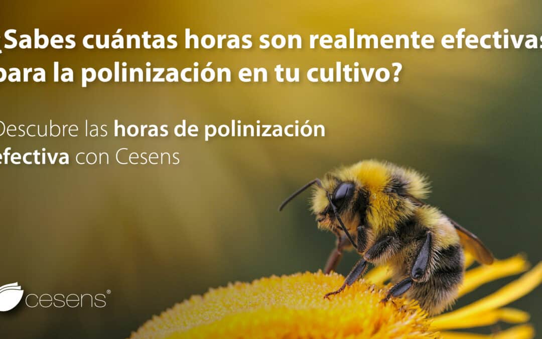 ¿Cómo mejorar la producción frutal gracias a la polinización?