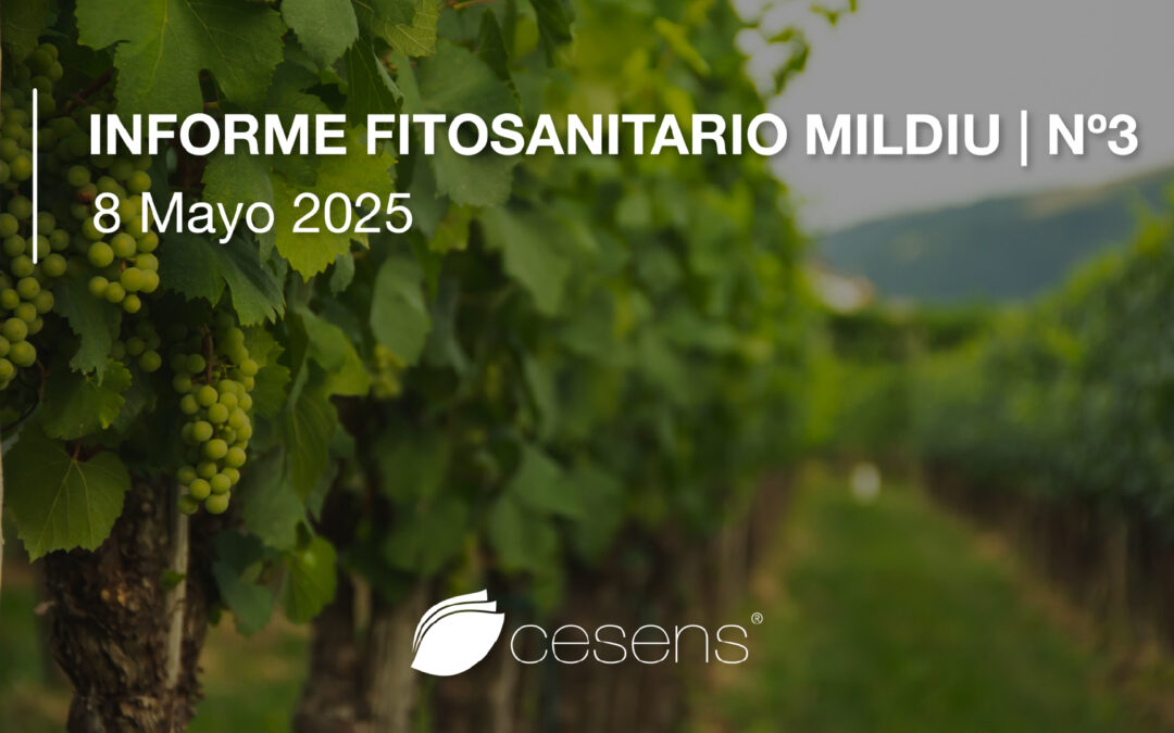 Informe fitosanitario Mildiu | 8 Mayo 2025