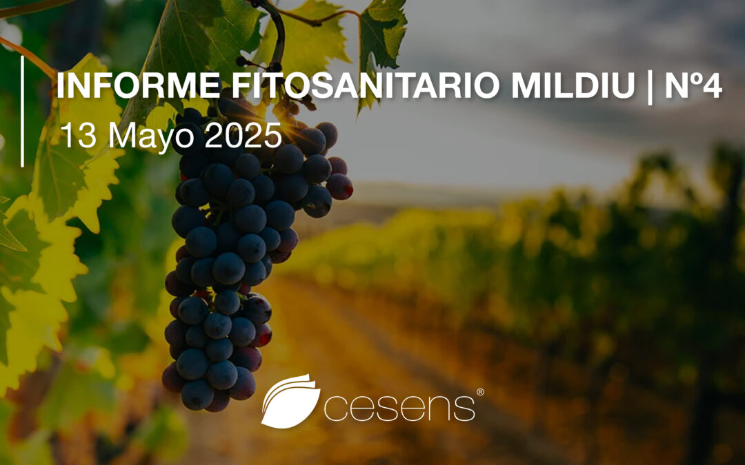 Informe fitosanitario Mildiu | 13 Mayo 2025