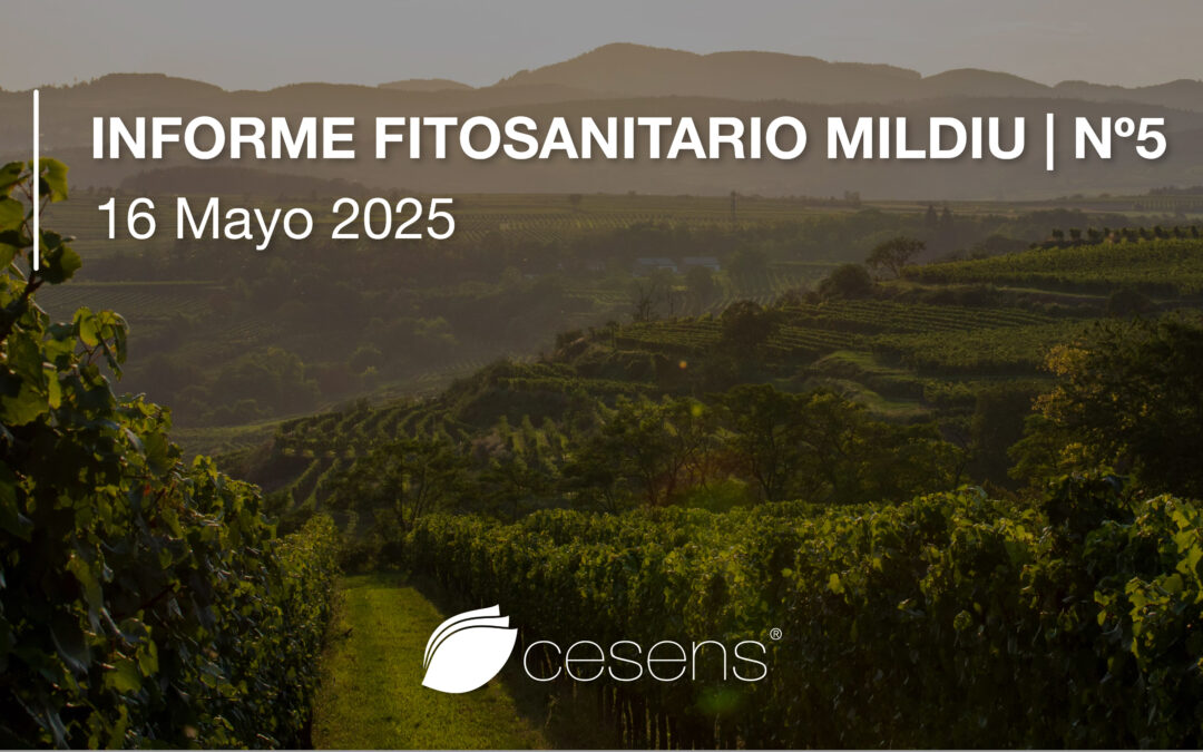 Informe fitosanitario Mildiu | 16 Mayo 2025