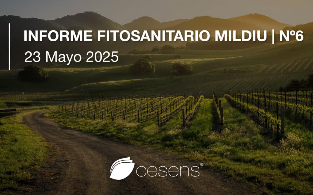 Informe fitosanitario Mildiu | 23 Mayo 2025