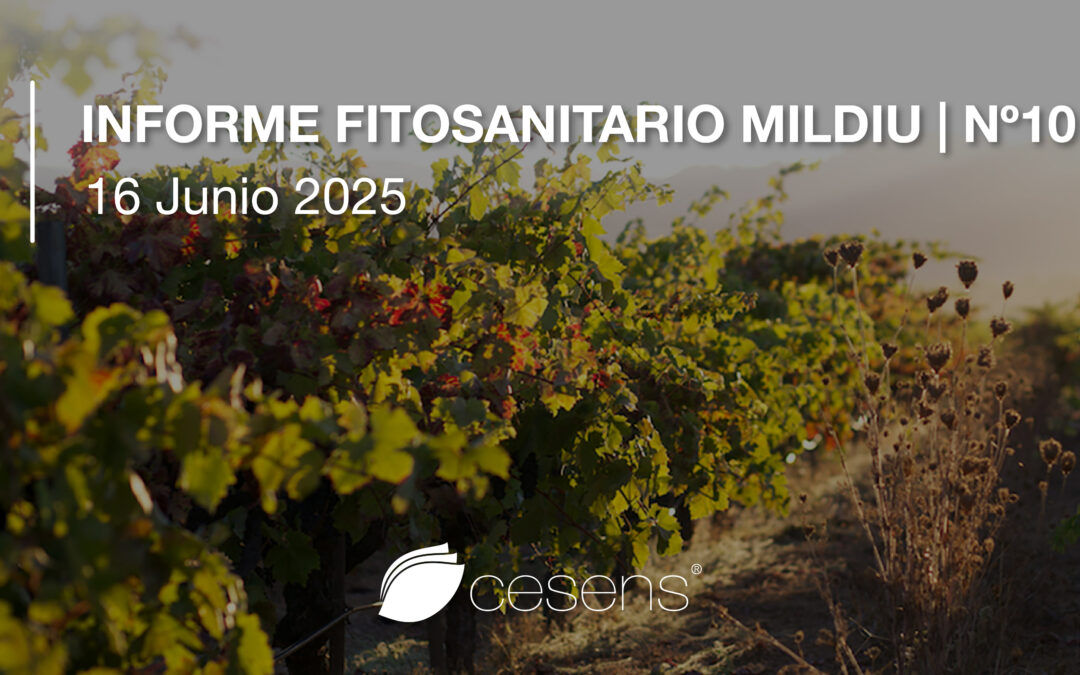 Informe fitosanitario Mildiu | 16 Junio 2025