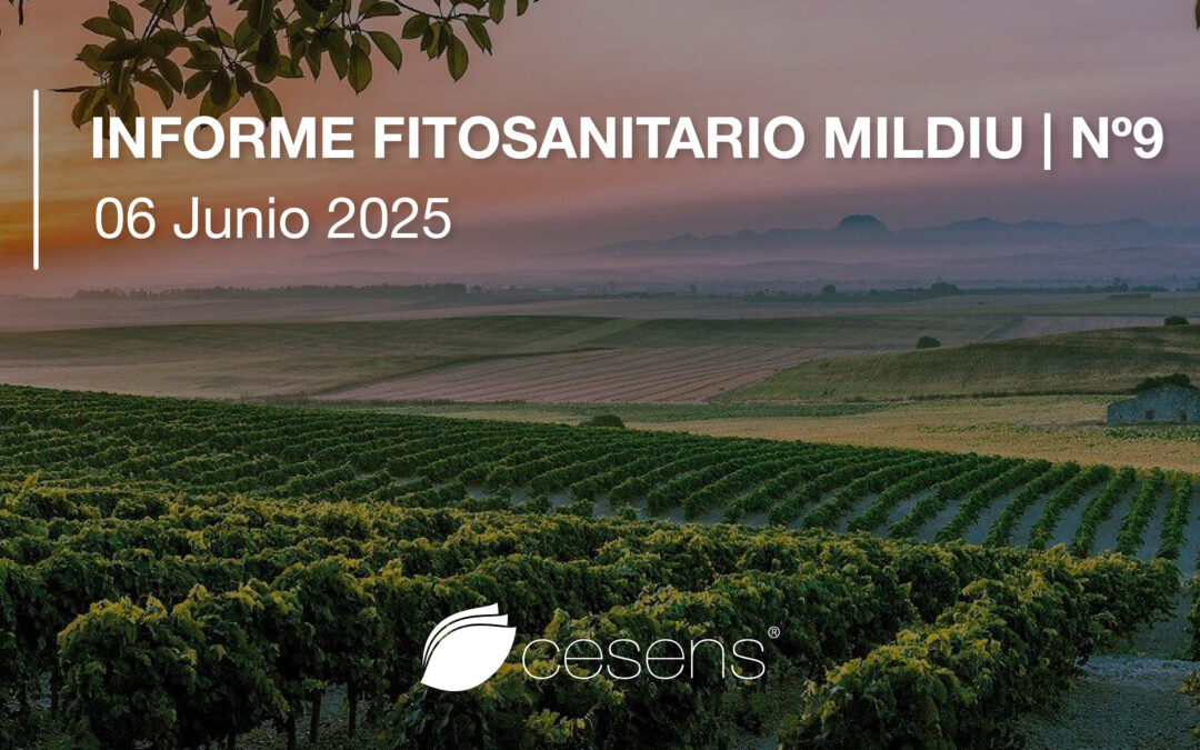 Informe fitosanitario Mildiu | 06 Junio 2025