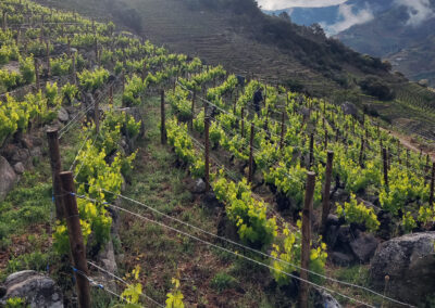 Bodegas CENTO UN