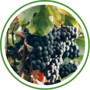 cesens go vineyard_web