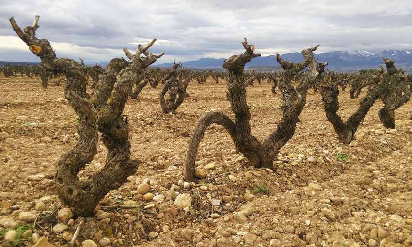 Worrying drought in the DOCa Rioja