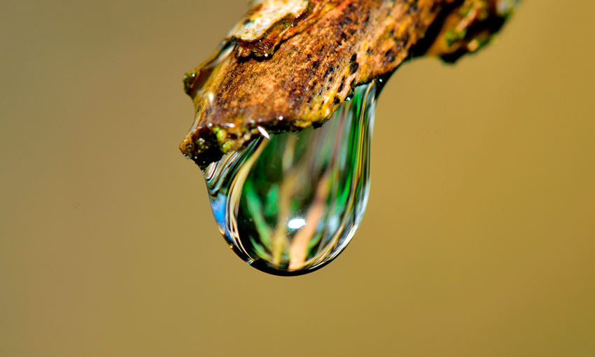 Nanotechnology is applied to wine crops to save water and clean sediments