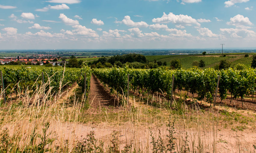 Study about how to preserve vineyard soils to tackle erosion