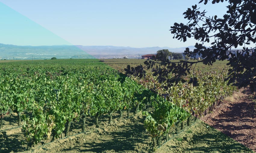 The present and future of Tempranillo have been analysed during a working day