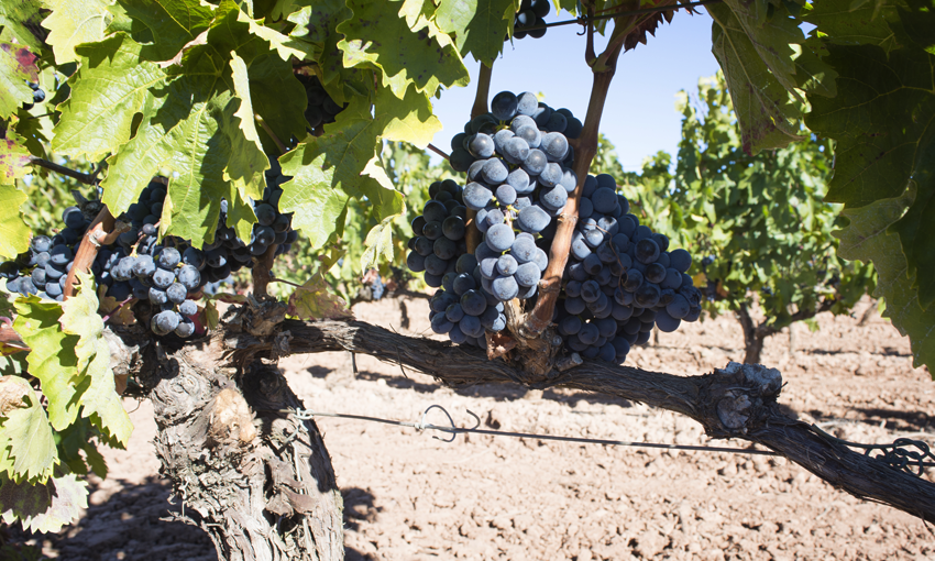 A thesis shows the influence of the type of soil in the Tempranillo grape