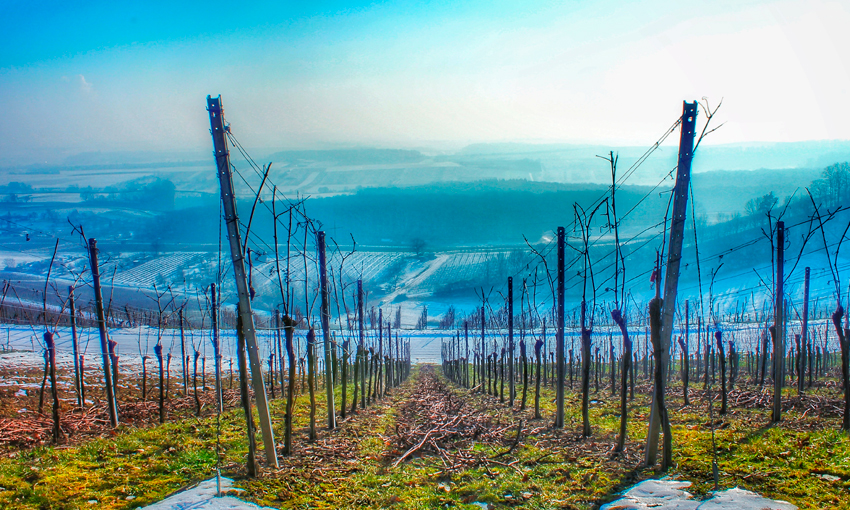 Winegrowing techniques to mitigate the effects of climate warming on the vine