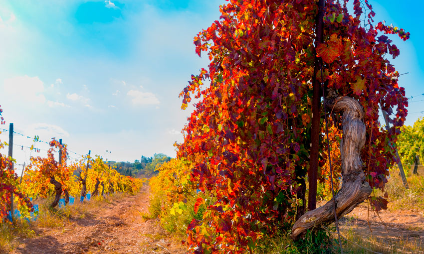 New breakthrough to accelerate the development of salt tolerant vineyards